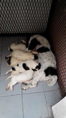 5 Mixed Breed Puppies Needs Home - Mixed Breed Dog