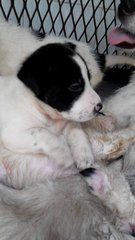 5 Mixed Breed Puppies Needs Home - Mixed Breed Dog