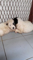 5 Mixed Breed Puppies Needs Home - Mixed Breed Dog