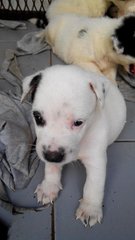 5 Mixed Breed Puppies Needs Home - Mixed Breed Dog