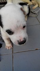 5 Mixed Breed Puppies Needs Home - Mixed Breed Dog