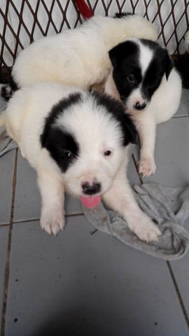 5 Mixed Breed Puppies Needs Home - Mixed Breed Dog