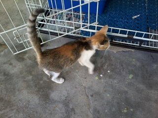 Kecik - Domestic Medium Hair Cat