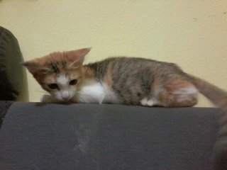 Kecik - Domestic Medium Hair Cat