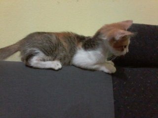 Kecik - Domestic Medium Hair Cat