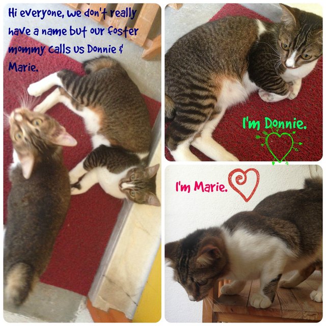 Donnie &amp; Marie - Domestic Short Hair Cat