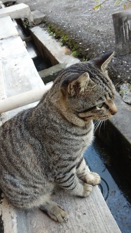 Adorable  - Domestic Short Hair Cat