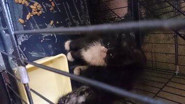 Jepun,tamtam, Tuxedo, Comot - Tuxedo + Domestic Medium Hair Cat