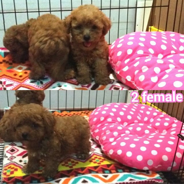 Teddy Face Toy Poodle - Poodle Dog