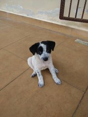 Panda - Mixed Breed Dog