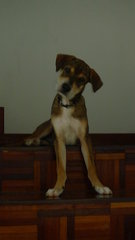 Cape - Mixed Breed Dog