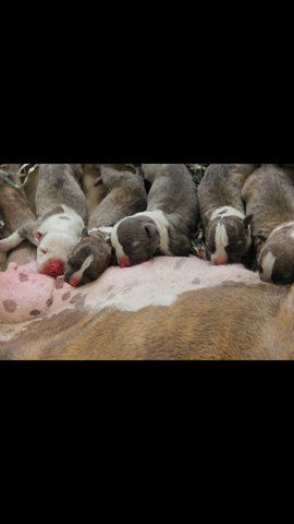 American Bully - American Bulldog Dog