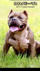 American Bully - American Bulldog Dog