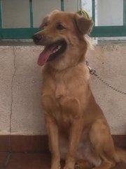 Browny Girl - Golden Retriever Mix Dog