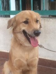 Browny Girl - Golden Retriever Mix Dog