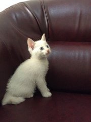 All white. Male. Loves climbing and attention.