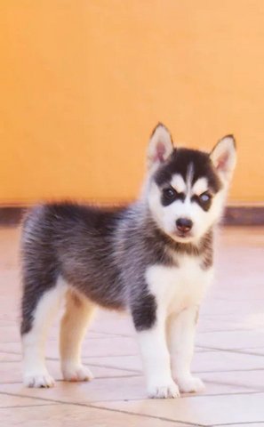 Siberian Husky Puppy - Siberian Husky Dog