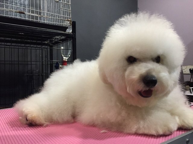 Toy Poodle Pure White Import Tw - Poodle Dog