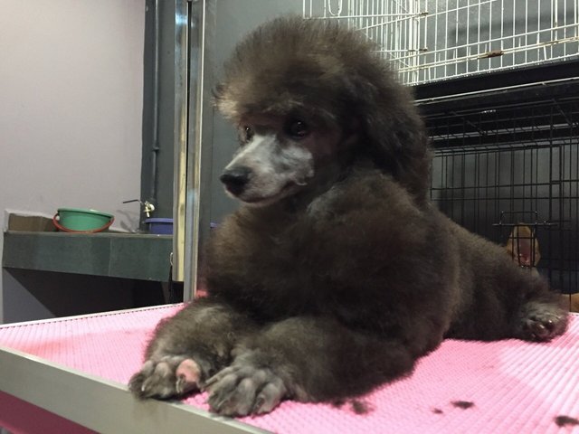 Toy Poodle Grey Silver Imported Tw - Poodle Dog