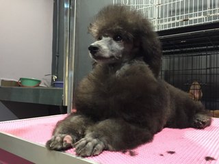 Toy Poodle Grey Silver Imported Tw - Poodle Dog