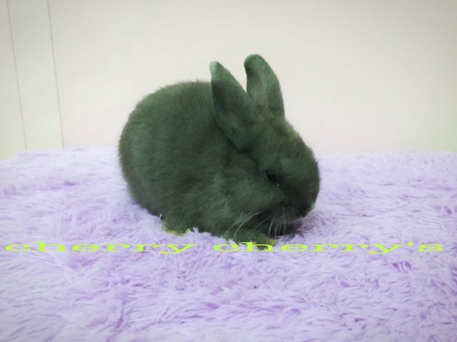 Netherland Dwarf-blue Otter 2611 - Netherland Dwarf Rabbit