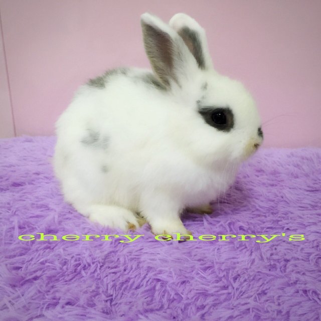 Netherland  - Netherland Dwarf Rabbit