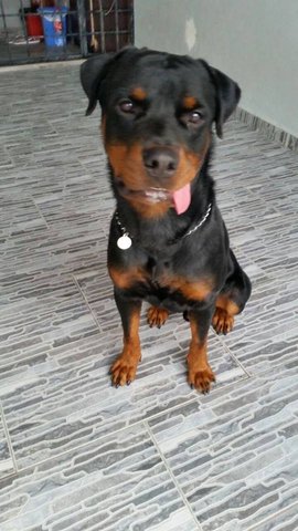 Hunter - Rottweiler Dog