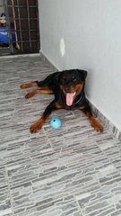 Hunter - Rottweiler Dog