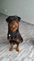 Hunter - Rottweiler Dog