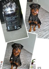 Hunter - Rottweiler Dog