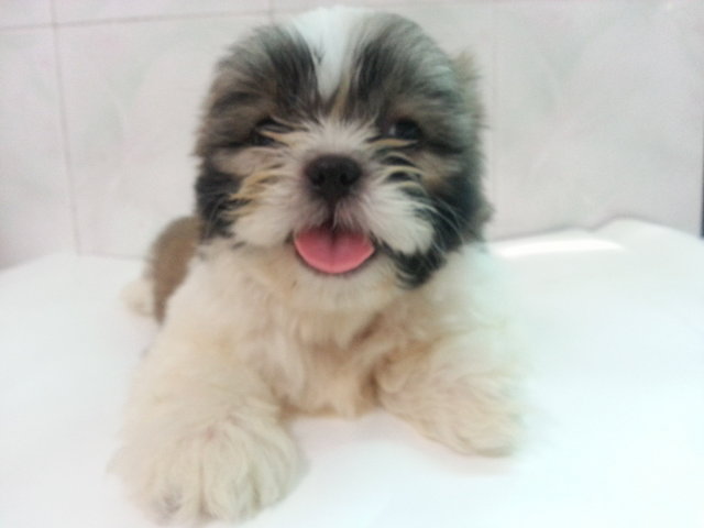 Dearlyt Female Shih Tzu - Shih Tzu Dog