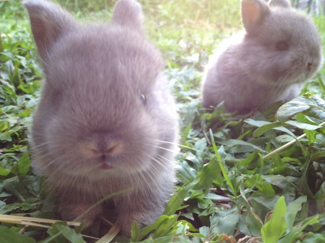 PF63320 - Holland Lop + Netherland Dwarf Rabbit