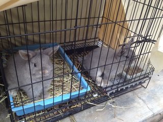 PF63320 - Holland Lop + Netherland Dwarf Rabbit