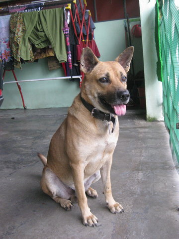 Taiko - Mixed Breed Dog