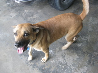 Taiko - Mixed Breed Dog