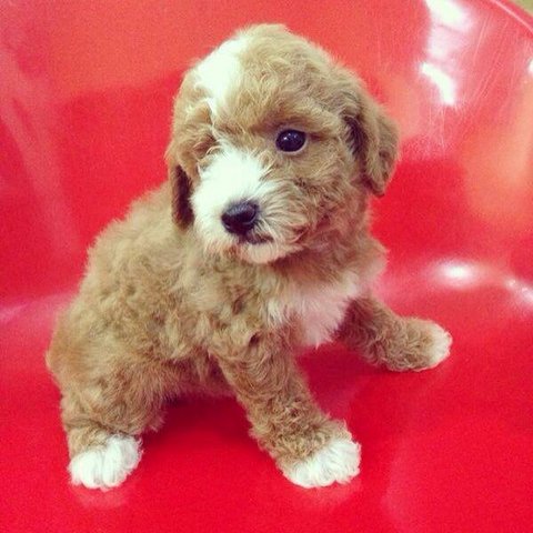 Joey (Toy Poodle) - Poodle Dog