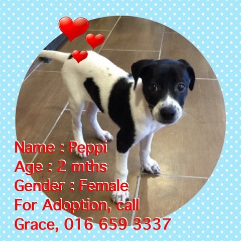 Peppi - Mixed Breed Dog