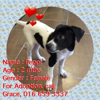 Peppi - Mixed Breed Dog