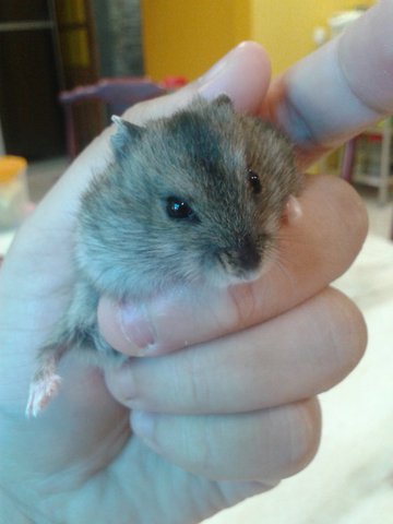 Ham Ham Baby - Common Hamster Hamster