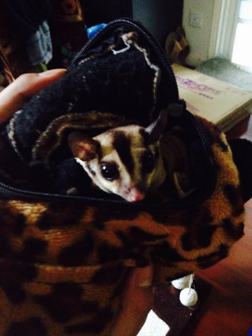 5 Sugar Gliders - Sugar Glider Small & Furry