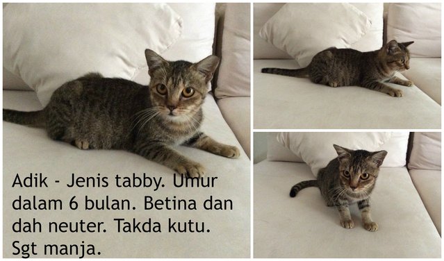 Adik - Domestic Short Hair Cat