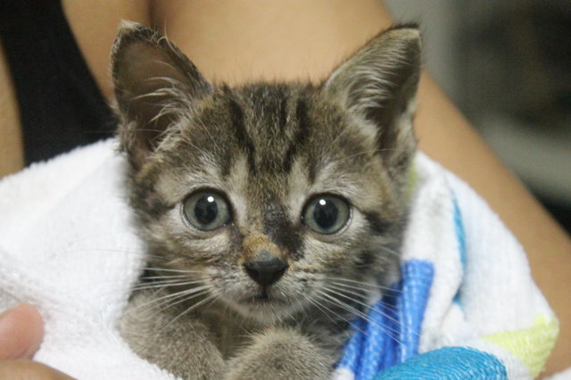 Tsuki - Domestic Medium Hair + Tabby Cat