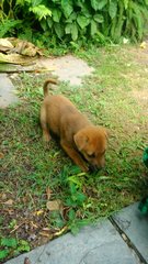 Pretty - Mixed Breed Dog