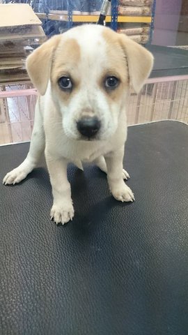 F10 - Mixed Breed Dog