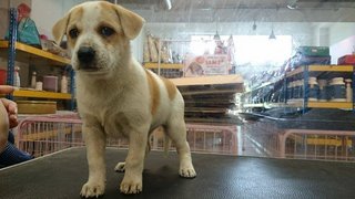 F10 - Mixed Breed Dog