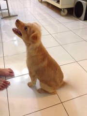 Rambow - Maltese + Pomeranian Dog