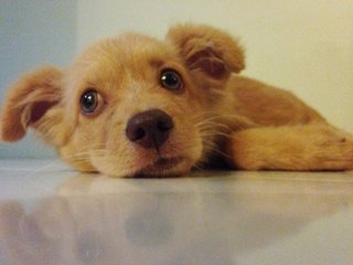 Rambow - Maltese + Pomeranian Dog