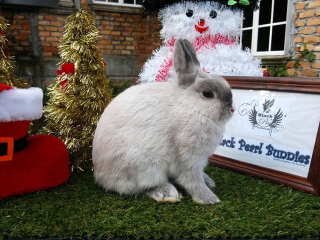 Smoke Pearl Marten Vm - Netherland Dwarf Rabbit