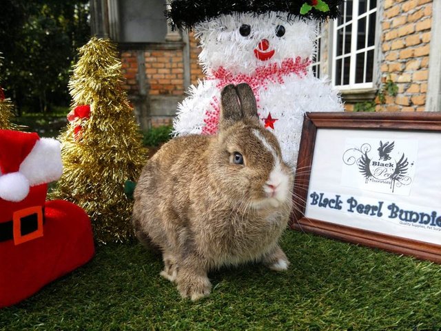 Chestnut Vm - Netherland Dwarf Rabbit