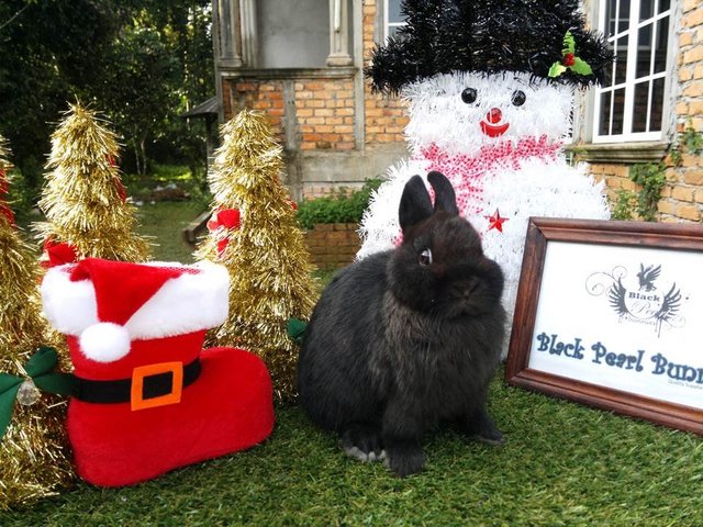 Black Doe - Netherland Dwarf Rabbit